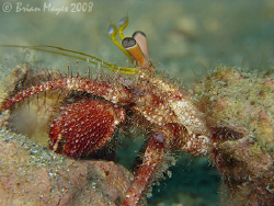 This Hairy Red Hermit Crab (Dardanus lagapodes) came out ... by Brian Mayes 